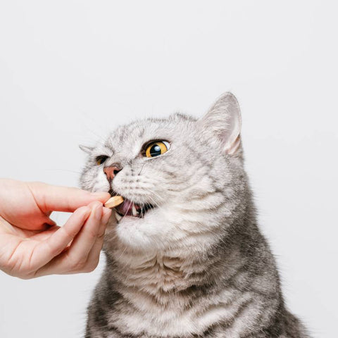 Masking the Distinct Flavor of B Vitamins in Pet Supplements
