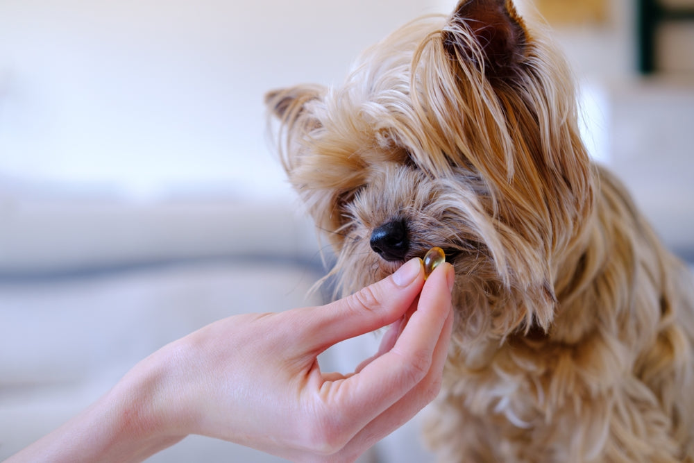 Sourcing Superior B Vitamin Raw Materials for Pet Supplements