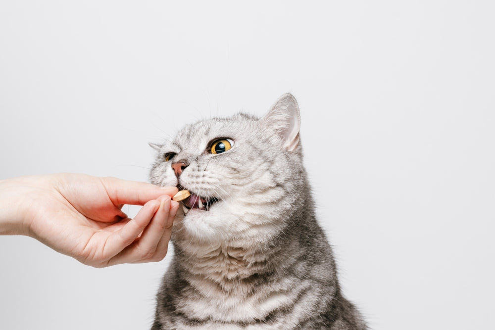 Masking the Distinct Flavor of B Vitamins in Pet Supplements