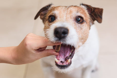 Probiotics in Pet Nutrition: How Gut Health Shapes Overall Wellness