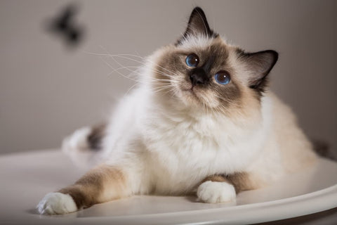 The Science Behind Taurine: Why It’s Essential for Cat and Dog Health