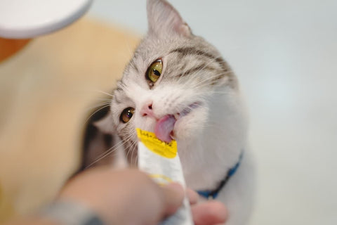 The Role of L-Methionine and L-Lysine in Pet Supplement Formulations