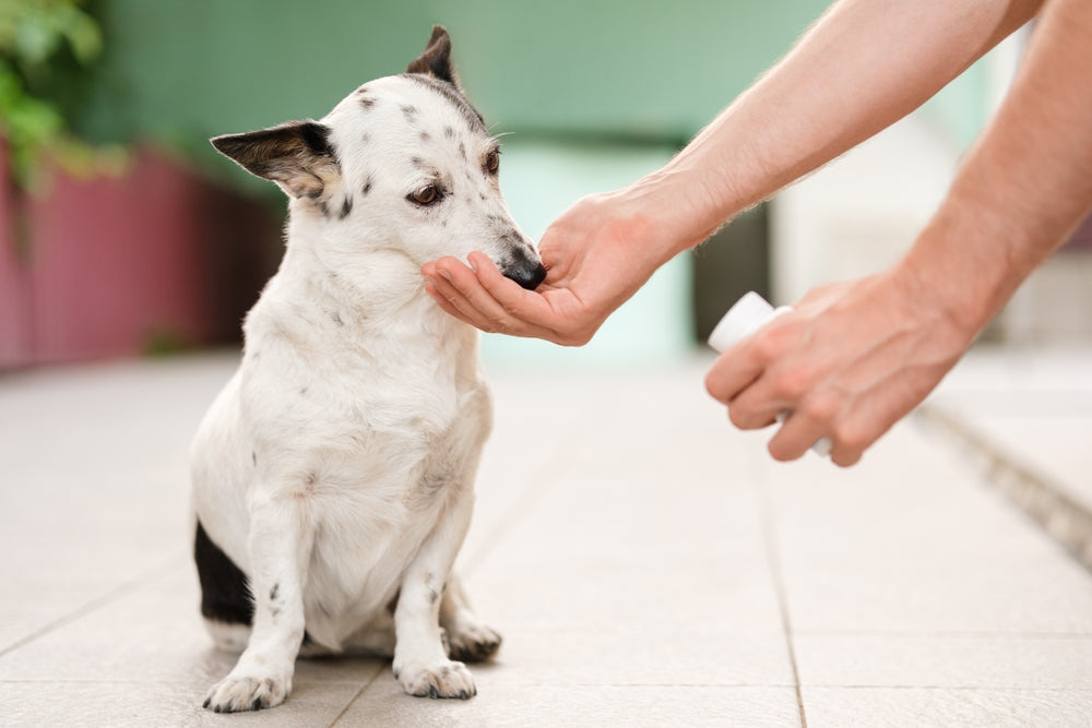 Enhancing Palatability: Overcoming B Vitamin Flavor Challenges in Pet Supplements