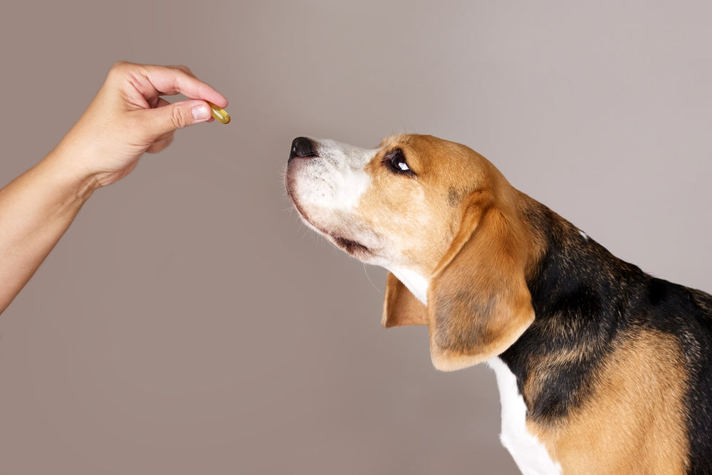 Ensuring Stability and Bioavailability in Pet Supplements