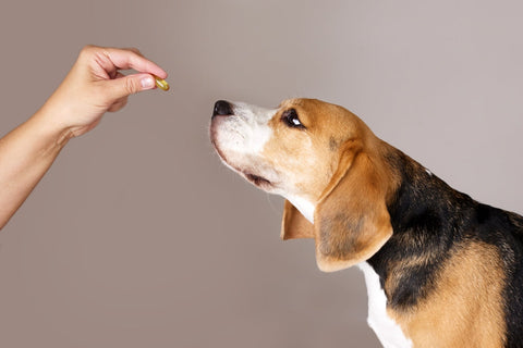Ensuring Stability and Bioavailability in Pet Supplements