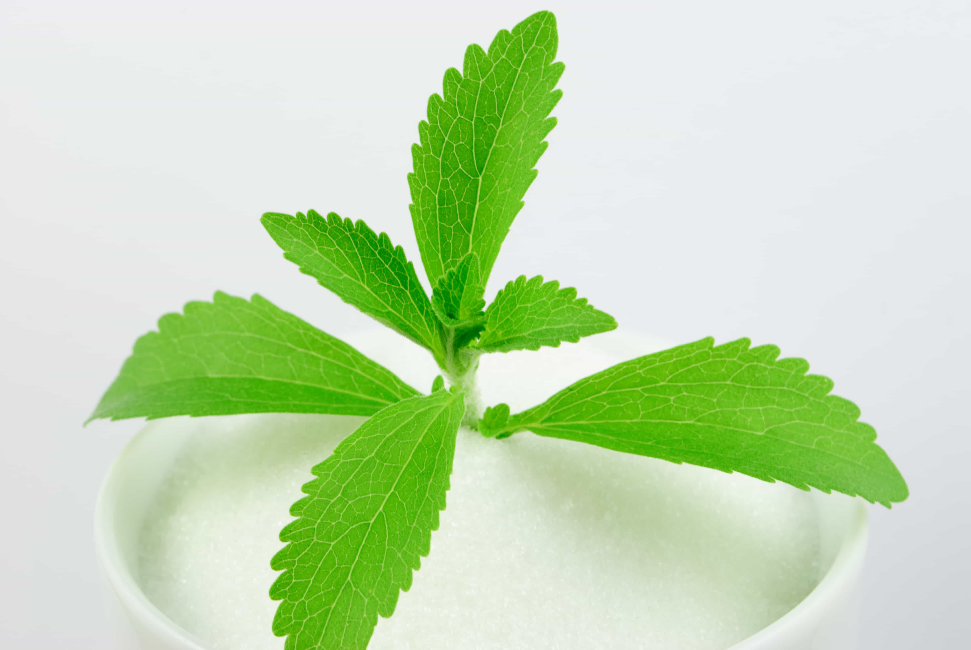Stevia Leaves Cup Full Sugar 